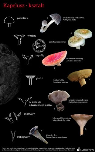 kształt kapelusza 2