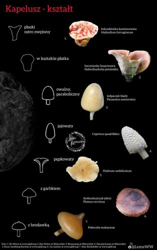 kształt kapelusza 3