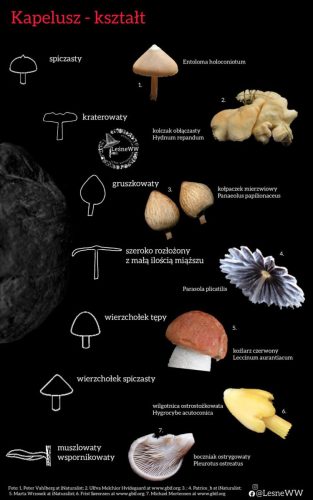 kształt kapelusza 4