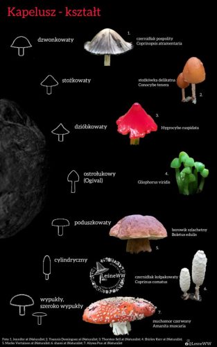 kształt kapelusza