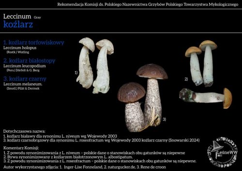 leccinum x 3