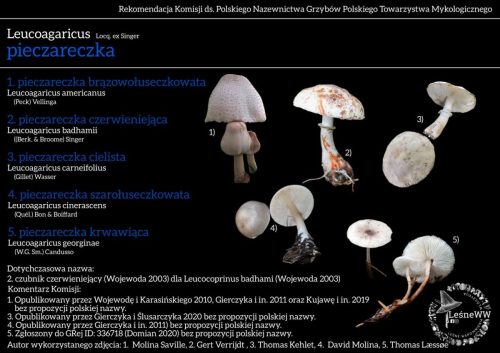 leucoagaricus (1)