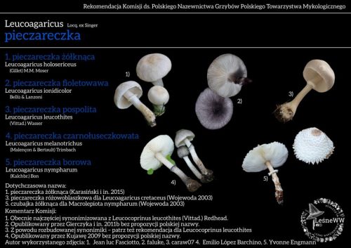 leucoagaricus (2)