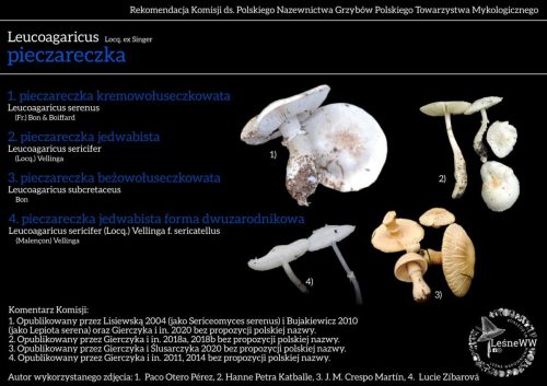 leucoagaricus (3)