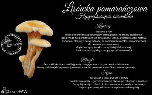 lisówka pomarańczowa