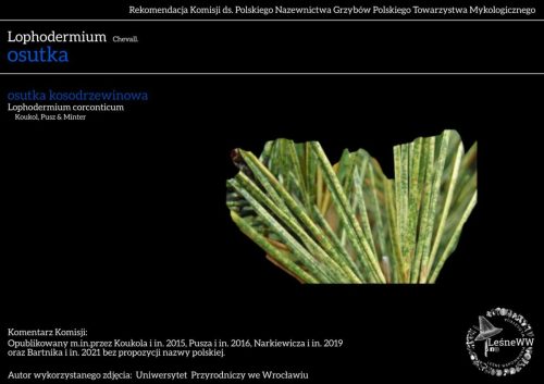 lophodermium