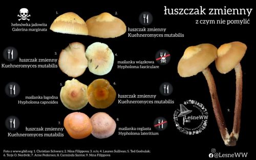 Łuszczak zmienny, a potencjalne pomyłki