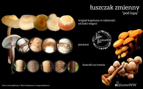 Łuszczak zmienny pod lupą