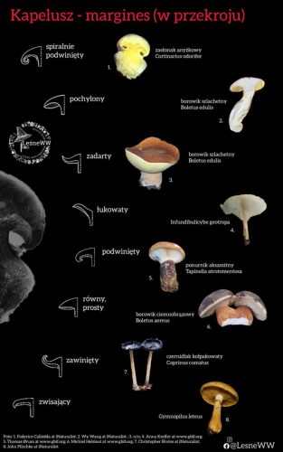 margines kapelusza w przekroju