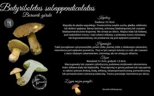 masłoborowik górski