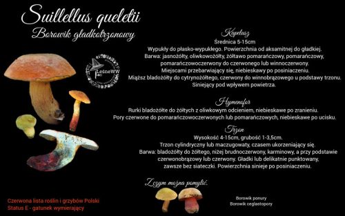 modroborowik gładkotrzonowy