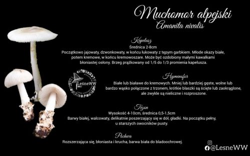 muchomor alpejski