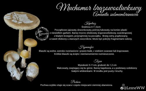 muchomor brązowooliwkowy