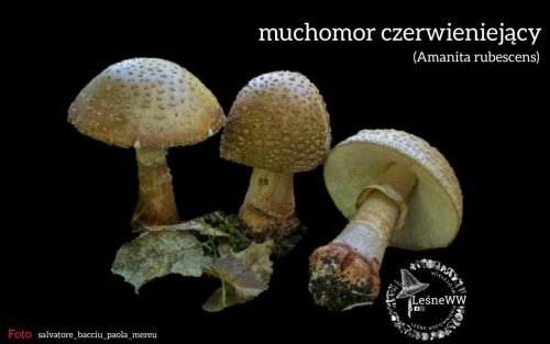 muchomor czerwieniejący
