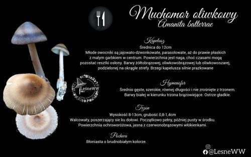 muchomor oliwkowy