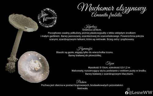 muchomor olszynowy