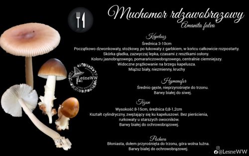 muchomor rdzawobrązowy - opis