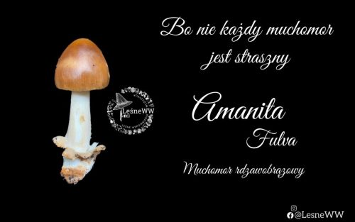 muchomor rdzawobrązowy