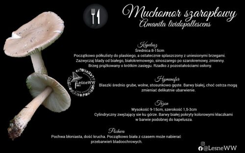 muchomor szaropłowy