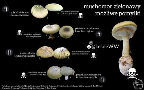 muchomor zielonawy, a potencjalne pomyłki