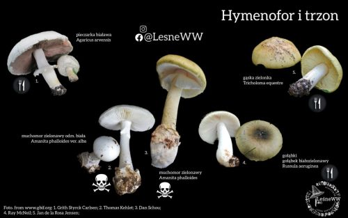 muchomor zielonawy, a potencjalne pomyłki(hymenofor)