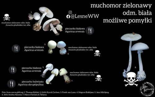 muchomor zielonawy odm. biała