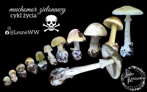 muchomor zielonawy (wzrost)