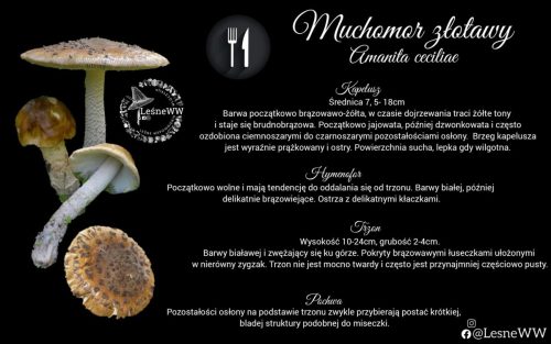 muchomor złotawy
