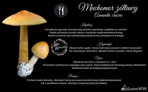 muchomor żółtawy