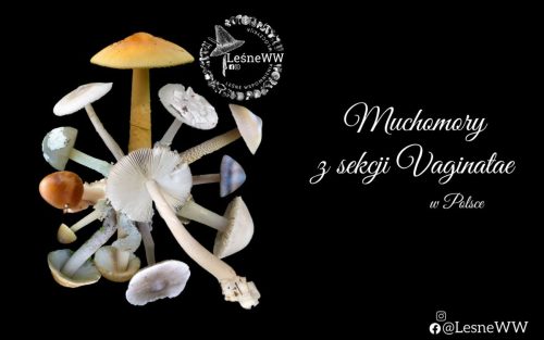 muchomory z sekcji vaginatae