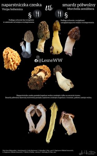naparstniczka czeska, a smardz półwolny