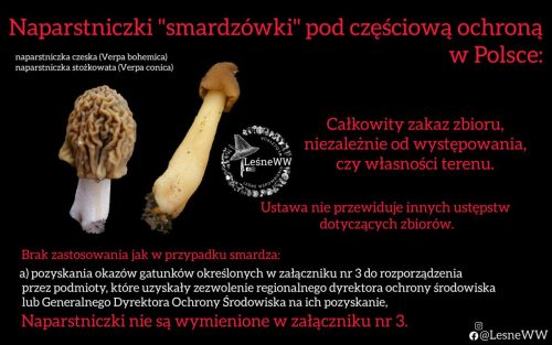 naparstniczki pod częściową ochroną