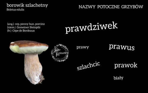 nazwy potoczne grzybów borowik szlachetny
