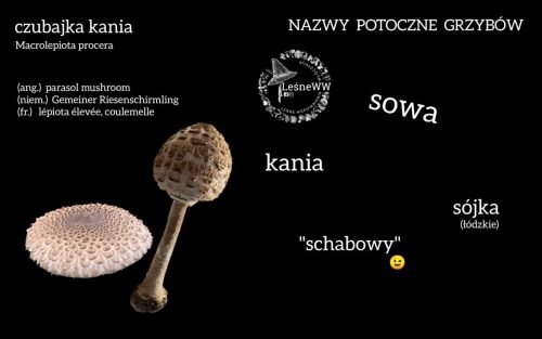 nazwy potoczne grzybów czubajka kania