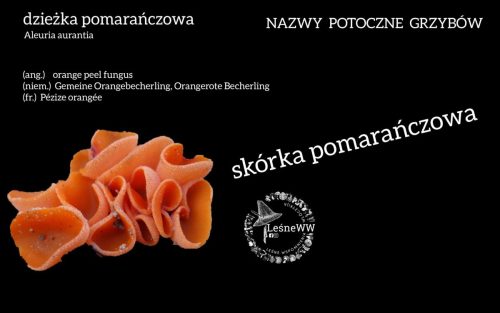nazwy potoczne grzybów dzieżka pomarańczowa