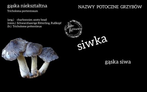 nazwy potoczne grzybów gąska niekształtna