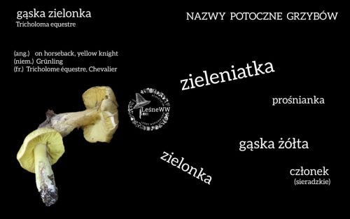 nazwy potoczne grzybów gąska zielonka