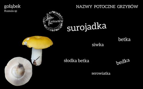 nazwy potoczne grzybów gołąbek