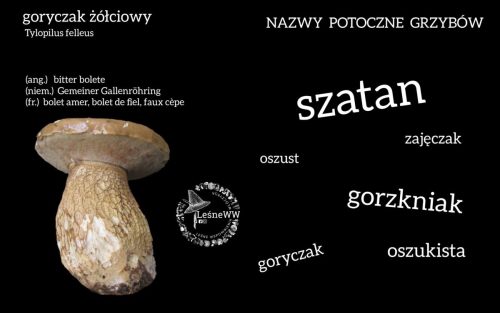 nazwy potoczne grzybów goryczak żółciowy