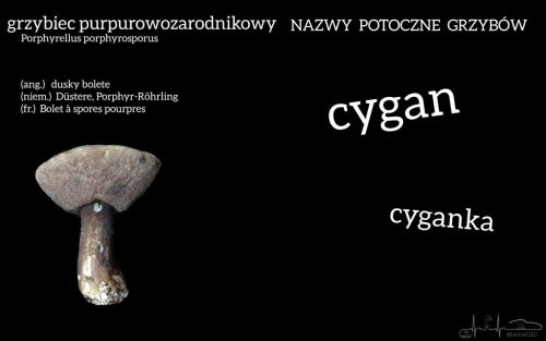 nazwy potoczne grzybów grzybiec purpurowozarodnikowy