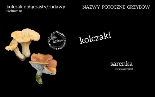 nazwy potoczne grzybów kolczaki
