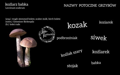 nazwy potoczne grzybów koźlarz babka