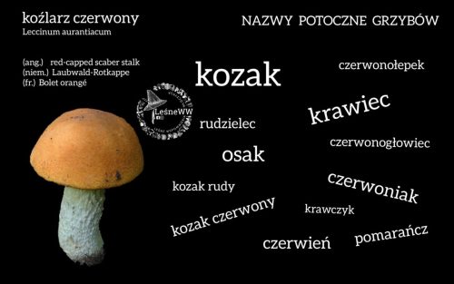 nazwy potoczne grzybów koźlarz czerwony