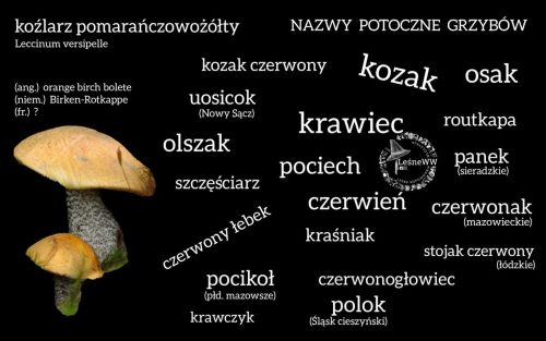 nazwy potoczne grzybów koźlarz pomarańczowożółty