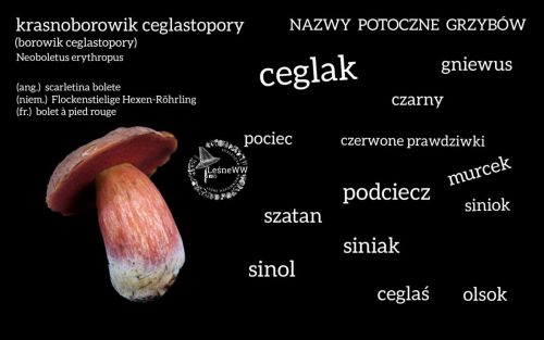 nazwy potoczne grzybów krasnoborowik ceglastopory