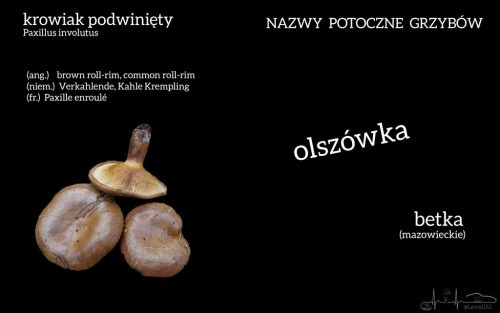 nazwy potoczne grzybów krowiak podwinięty