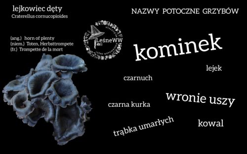 nazwy potoczne grzybów lejkowiec dęty