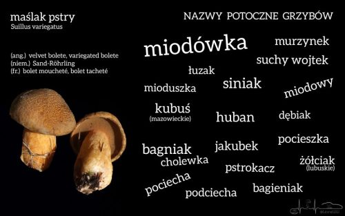 nazwy potoczne grzybów maślak pstry