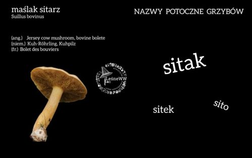 nazwy potoczne grzybów maślak sitarz