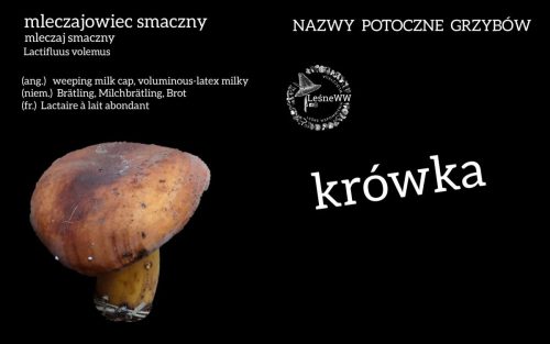 nazwy potoczne grzybów mleczajowiec smaczny